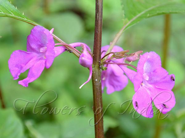 Funnel Balsam